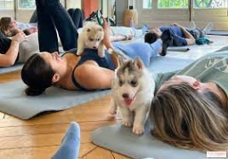 Copaw Cabana  puppies for sale