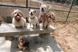 Super Cuddles Clubhouse  puppies for sale