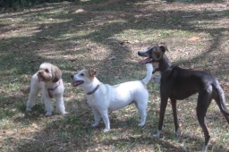 Super Cuddles Clubhouse  puppies for sale