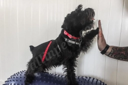 Sit Stay Squat  puppies for sale