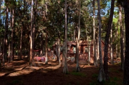 Disney's Fort Wilderness Resort & Campground  puppies for sale