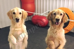 Cassandra's Canines Inc  puppies for sale