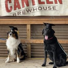 Pawfection Dog Training  puppies for sale
