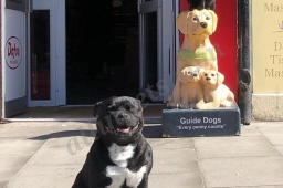 Dofos Pet Centre  puppies for sale