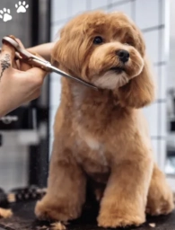 Full body hair trimming, Nail trimming, Ear cleaning  puppies for sale