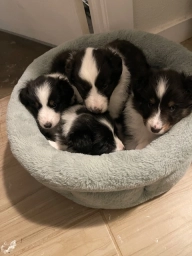 SHETLAND SHEEPDOG  puppies for sale