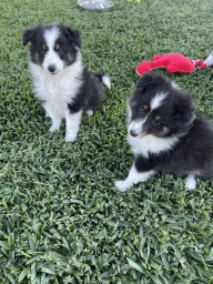 SHETLAND SHEEPDOG  puppies for sale