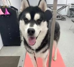 Pet Grooming Salons  puppies for sale