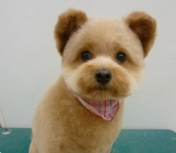 Service Dog Training  puppies for sale