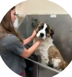 Pet Groomers