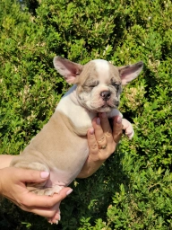 Dogs  puppies for sale