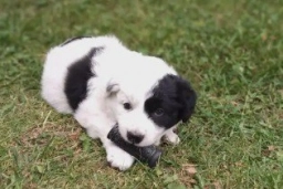 Border Collie Puppies  puppies for sale