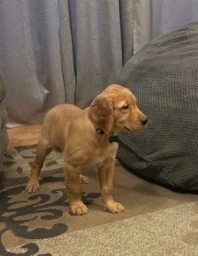 Green Boy  puppies for sale