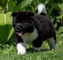 River  puppies for sale