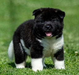 River  puppies for sale