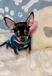 Little man  puppies for sale