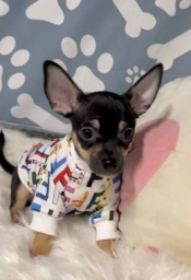 Little man  puppies for sale