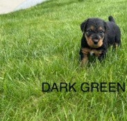Dark Green Male  puppies for sale