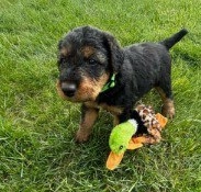 Dark Green Male  puppies for sale