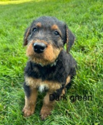 Dark Green Male