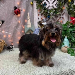 Puppy Yorkshire Terrier  puppies for sale