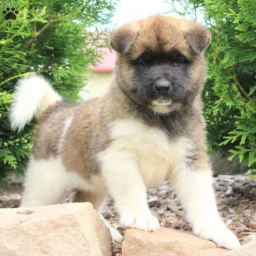 Rebecca  puppies for sale