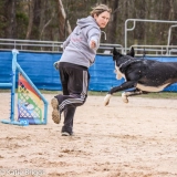 Service Dog Training  puppies for sale