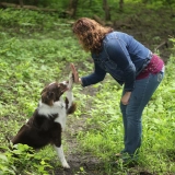 Service Dog Training  puppies for sale