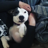 Dog Training  puppies for sale