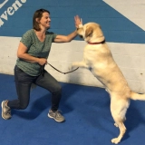 Service Dog Training  puppies for sale