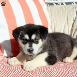 Opal  puppies for sale