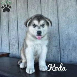 Koda  puppies for sale