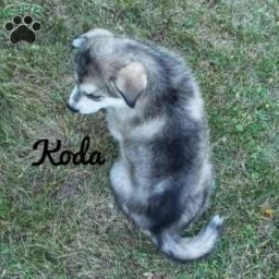 Koda  puppies for sale