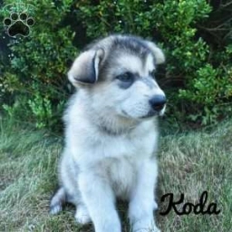 Koda