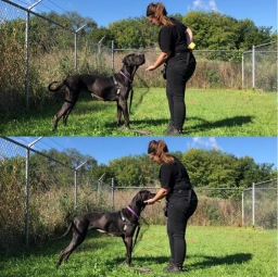 Service Dog Training  puppies for sale