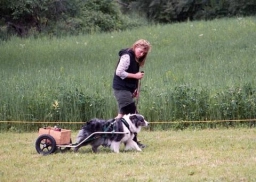 Puppy Training  puppies for sale