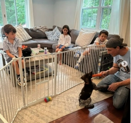Service Dog Training  puppies for sale