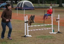 Service Dog Training  puppies for sale