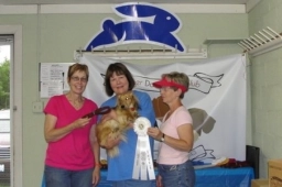 Dog Training  puppies for sale