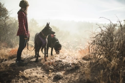 Dog Training  puppies for sale