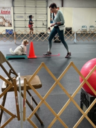 Service Dog Training  puppies for sale