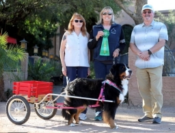 Dog Training  puppies for sale