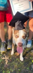 Service Dog Training  puppies for sale