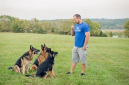 Puppy Training  puppies for sale