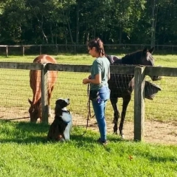 Dog Training  puppies for sale