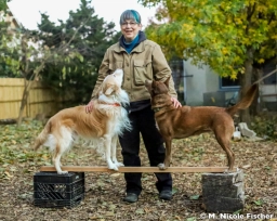 Service Dog Training  puppies for sale