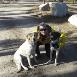 Service Dog Training  puppies for sale
