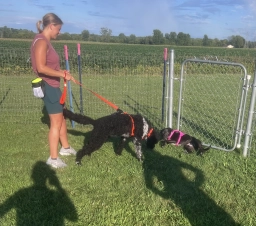 Dog Training  puppies for sale