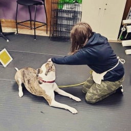 Service Dog Training  puppies for sale