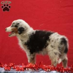 Tony  puppies for sale